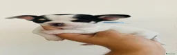 Chihuahua cani in vendita: piccoli chihuahua toy  - Annuncio 10