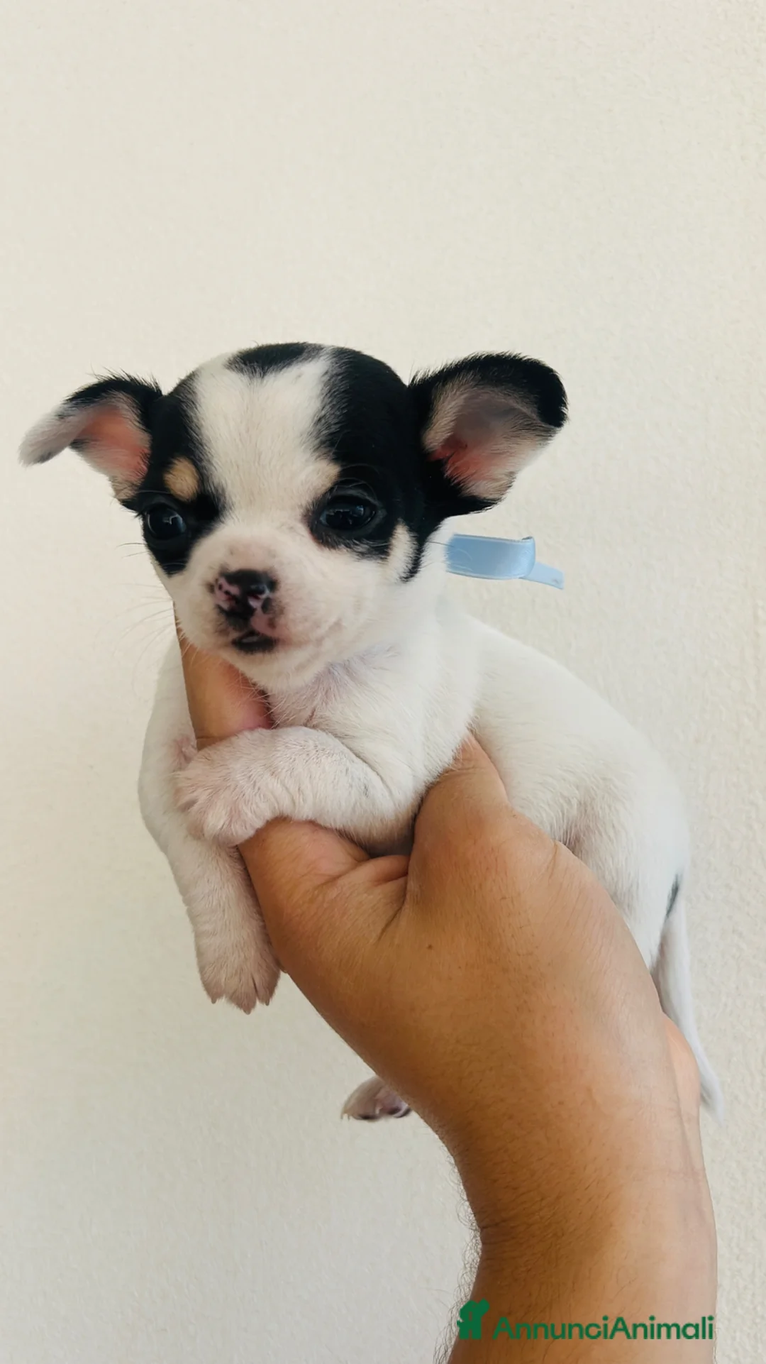 Chihuahua cani in vendita: piccoli chihuahua toy  - Annuncio 10