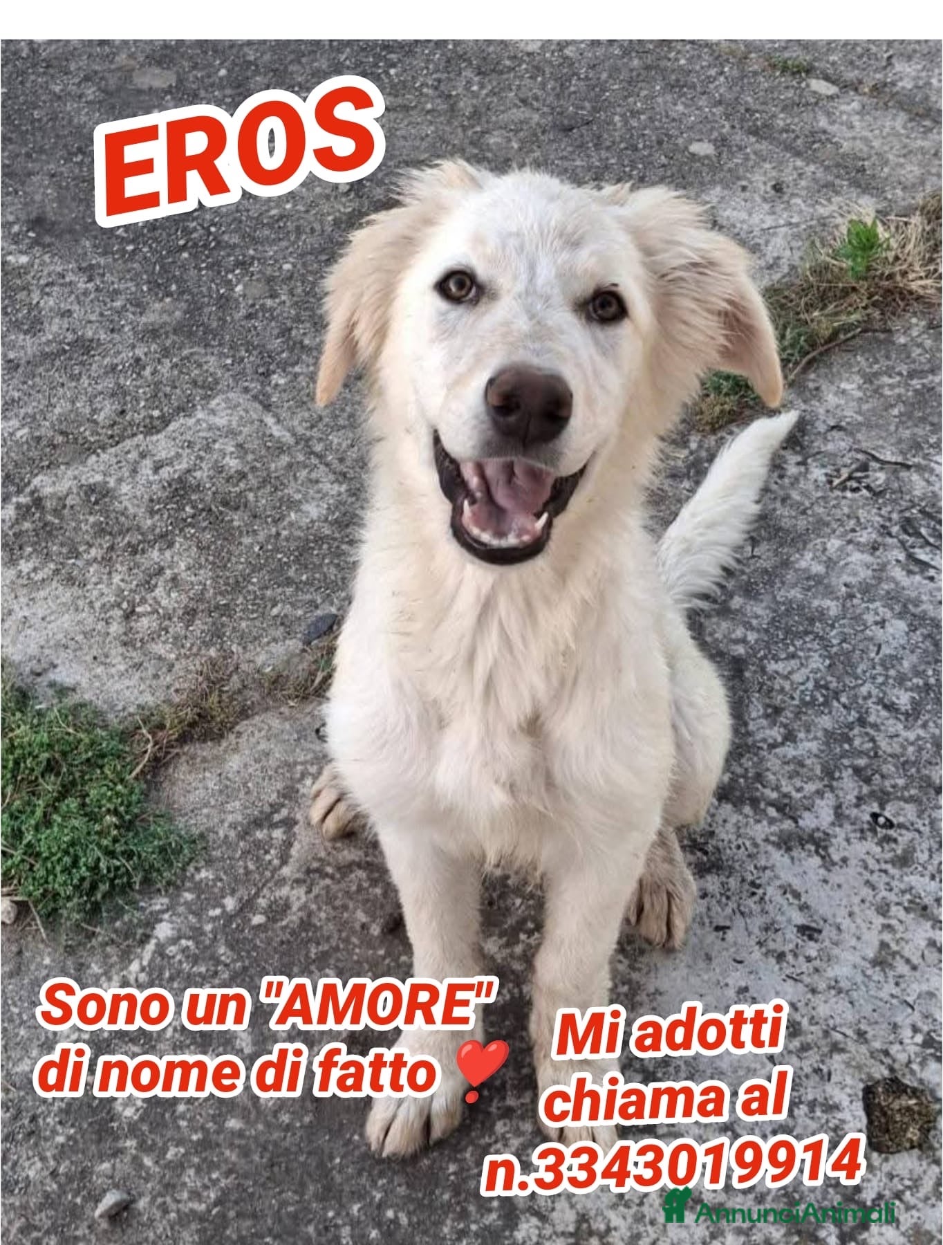 Meticcio cani EROS 💙 pronto a diventare il tuo migliore amico! - Annuncio 21
