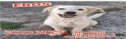 Meticcio cani in regalo: EROS 💙 pronto a diventare il tuo migliore amico! a Provincia di Rimini - Annuncio 1