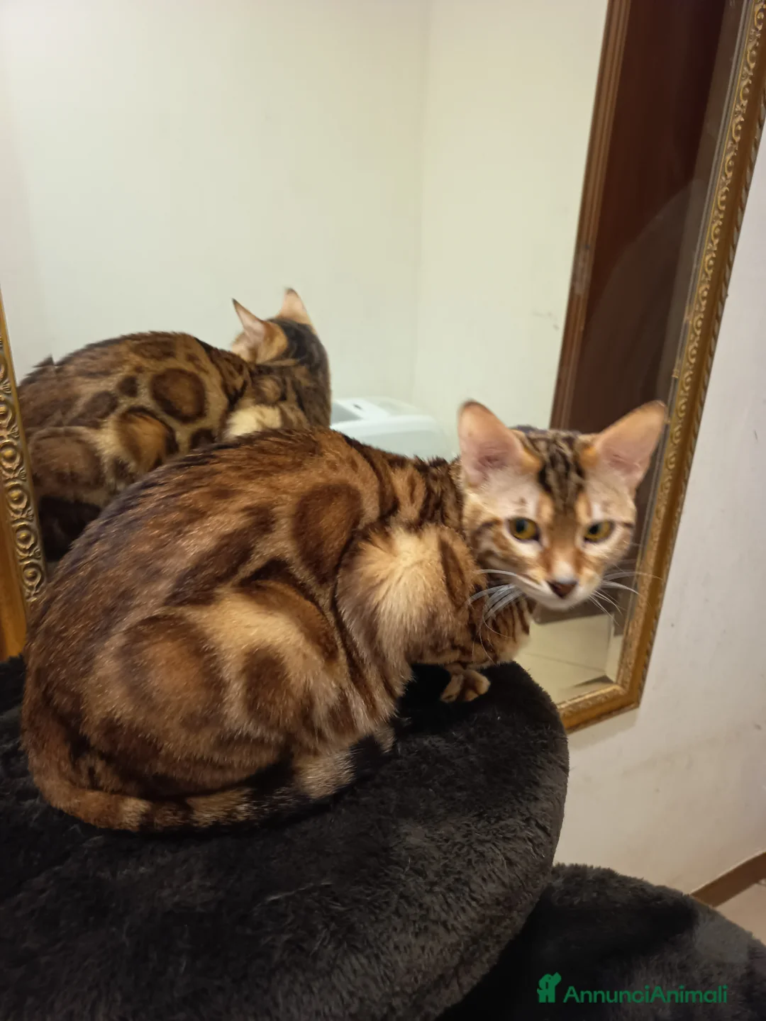 Bengala gatti in vendita: feminuccia Bengala  - Annuncio 4