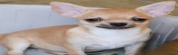 Chihuahua cani in vendita: Cuccioli chihuahua pedigree enci  - Annuncio 2