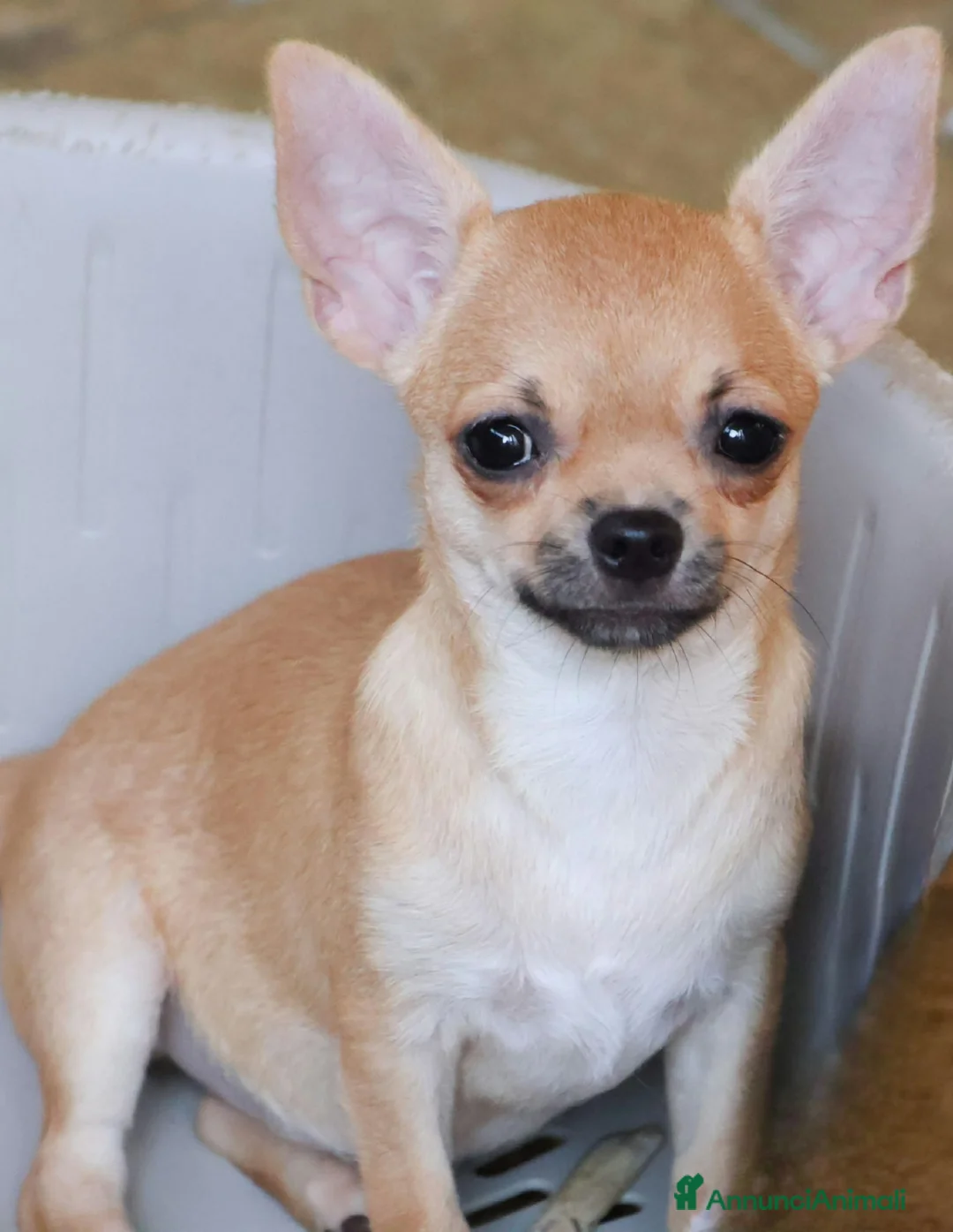 Chihuahua cani in vendita: Cuccioli chihuahua pedigree enci  - Annuncio 2