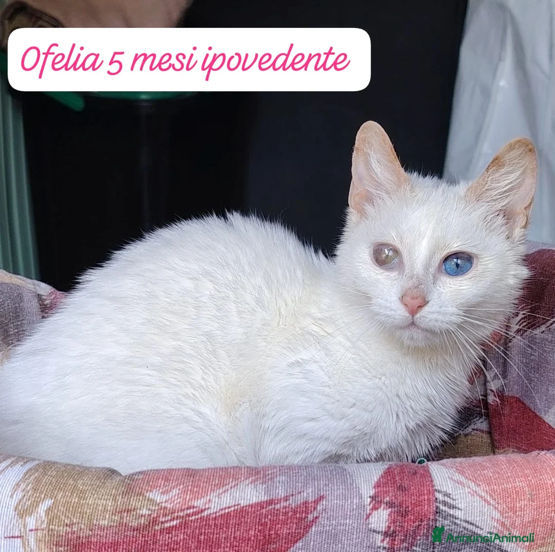 Europeo gatti in regalo: Gattini destinati alla colonia  a Provincia di Ferrara - Annuncio 1