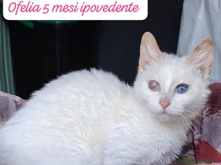 Europeo gatti Gattini destinati alla colonia - Annuncio 7