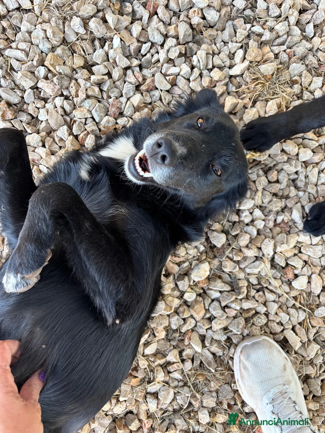 Meticcio cani in regalo: Dacia ❤️ - Annuncio 2