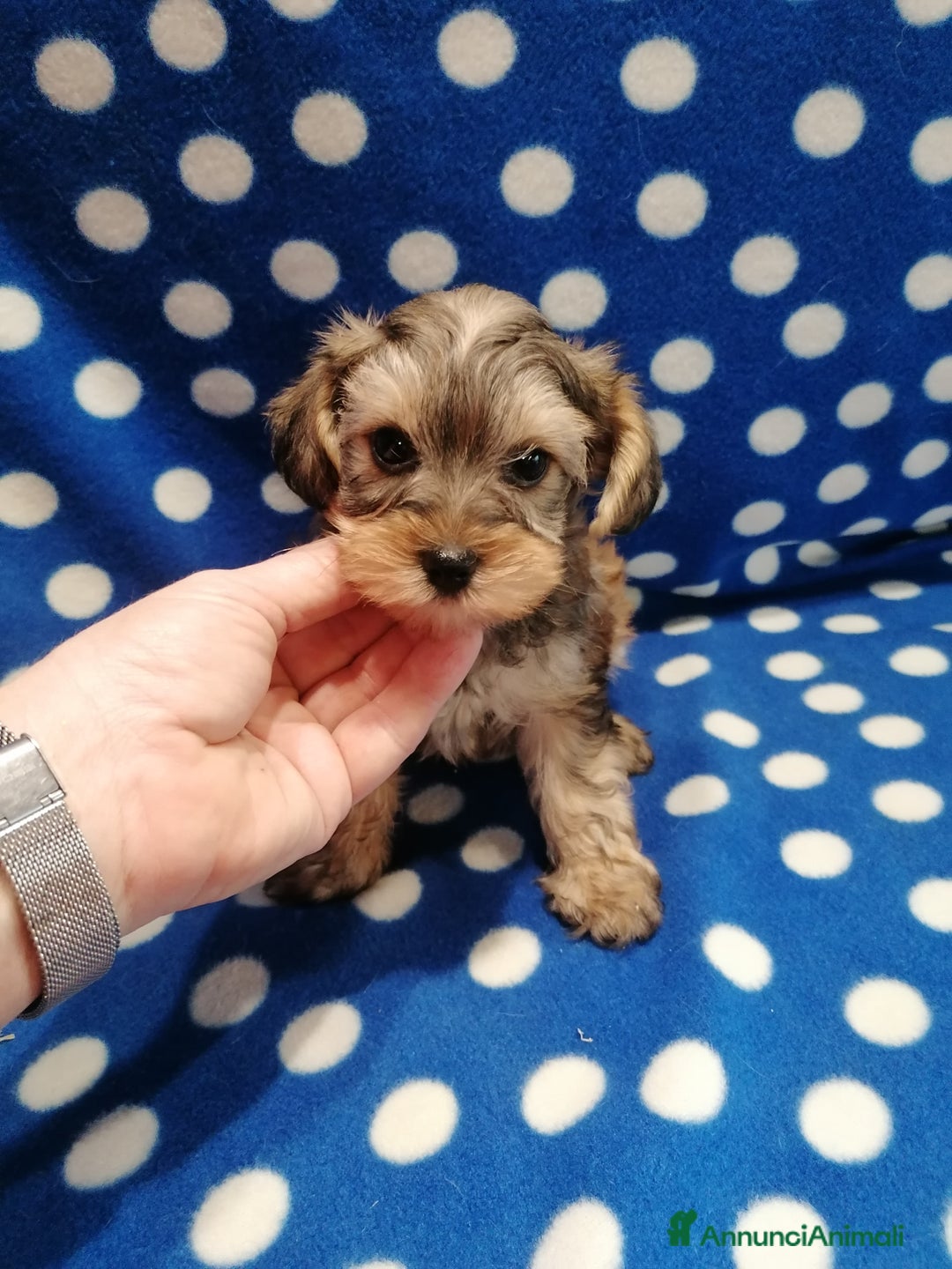 Meticcio cani in vendita: Yorkiepoo cuccioli maschi - Annuncio 2