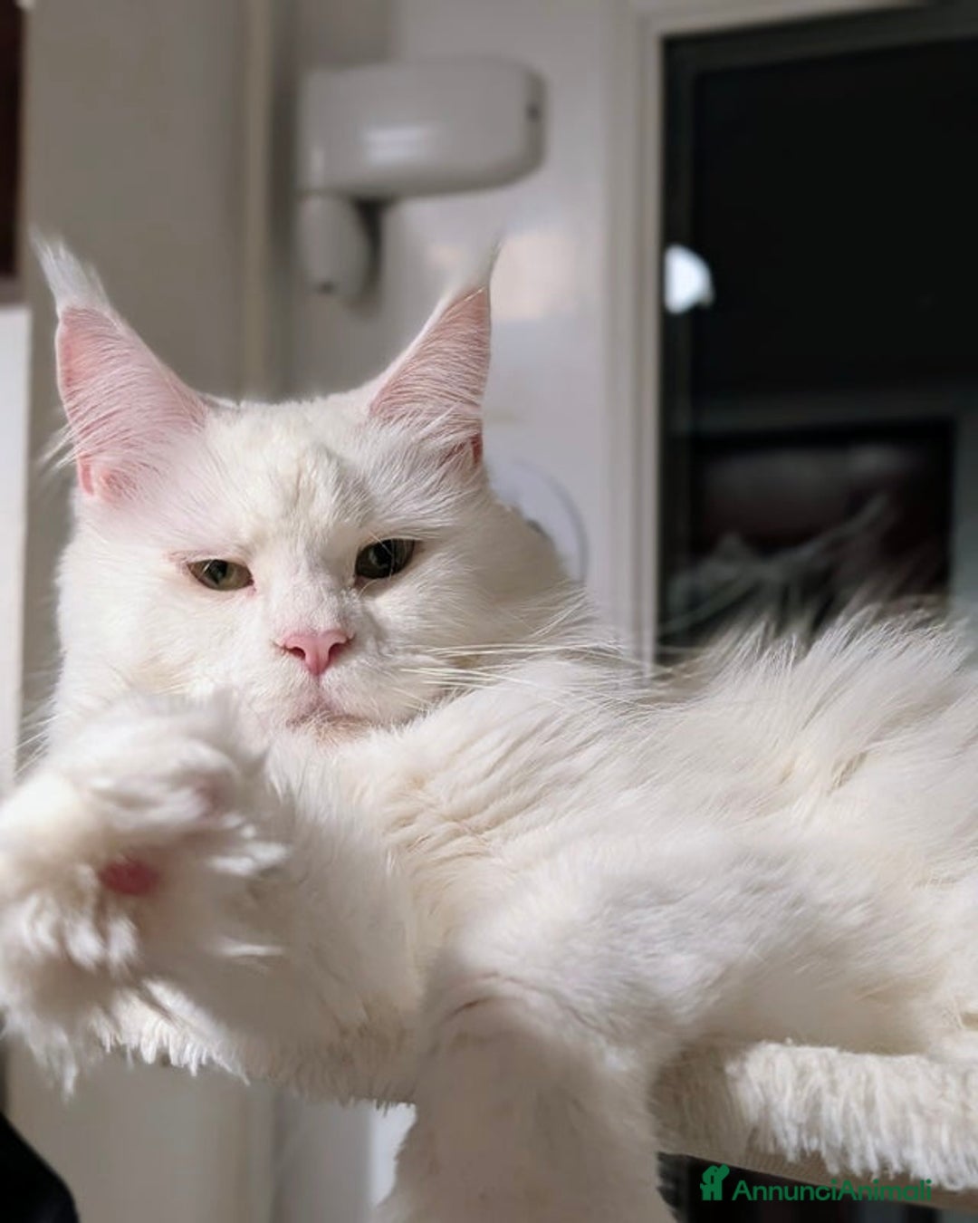 Maine Coon gatti in vendita: Bellissimi cuccioli di Maine Coon - Annuncio 12