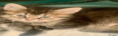 Siberiano 2