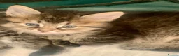 Siberiano gatti in vendita: Gattini siberiani puri a Città Metropolitana di Genova - Annuncio 3