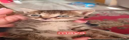 Meticcio gatti in regalo: Coppia di gattini - Annuncio 5