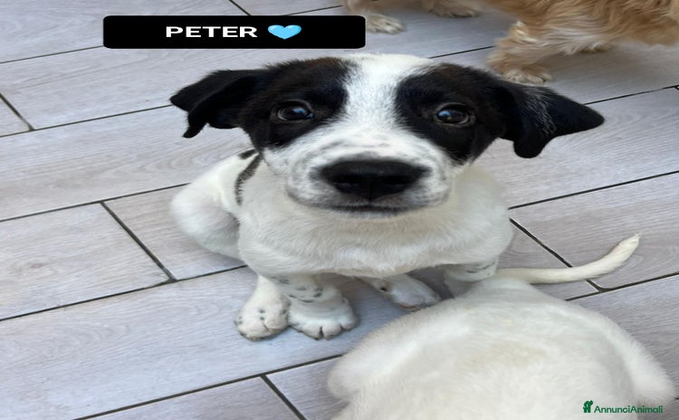 Altre razze cani peter  - Annuncio 6