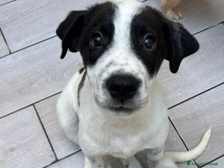 Altre razze cani peter - Annuncio 28