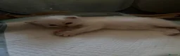 Siberiano gatti in vendita: Gatti siberiani neva masquerade  - Annuncio 5