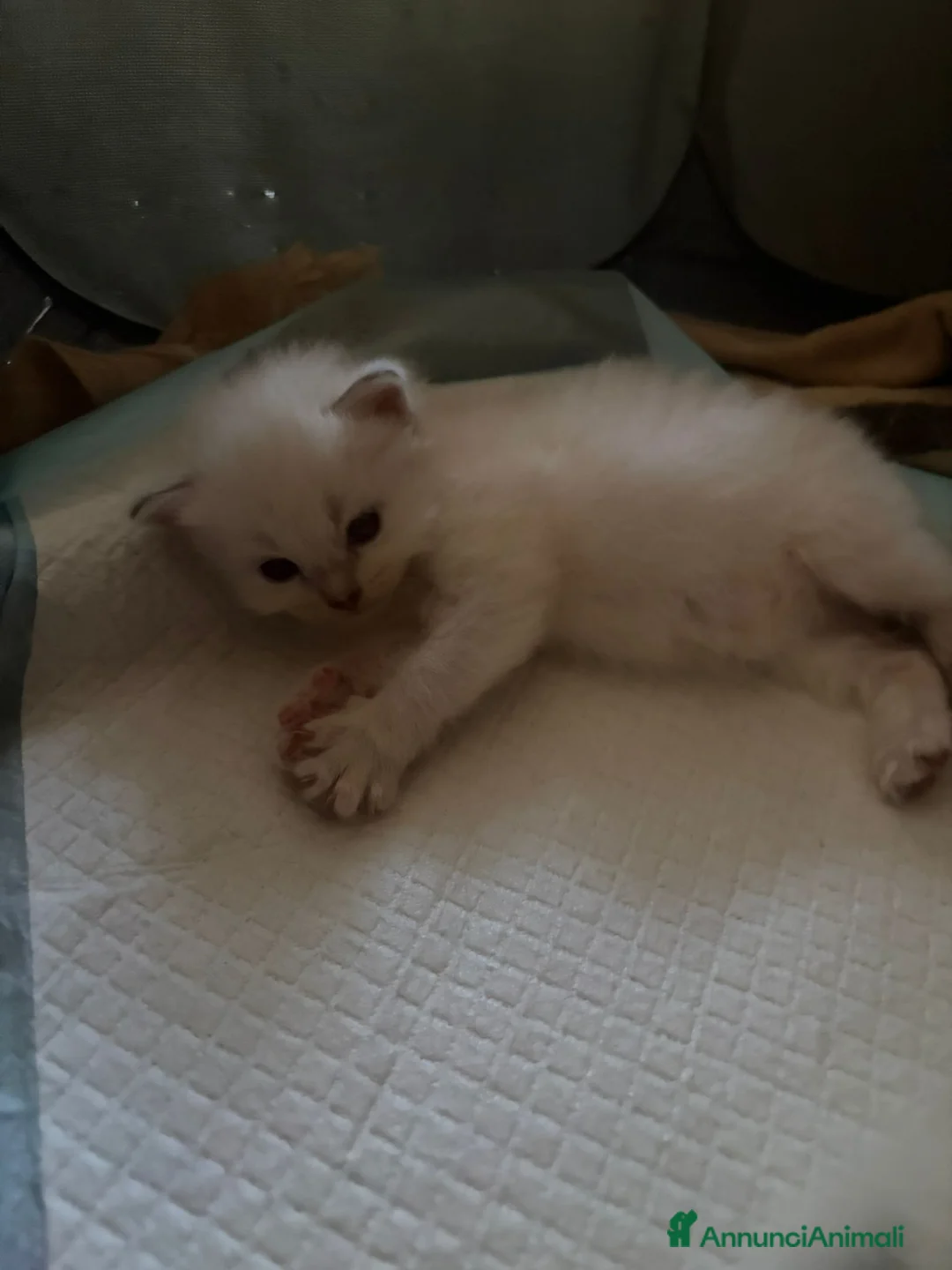 Siberiano gatti in vendita: Gatti siberiani neva masquerade  - Annuncio 5