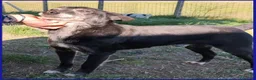 Meticcio cani in regalo: BULLONE dolce nonnino! tg mediopicc. a Città metropolitana di Milano - Annuncio 5