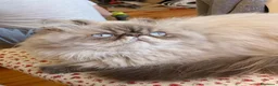 Persiano gatti per accoppiamento: Gatto maschio Persiano per accoppiamento  - Annuncio 1