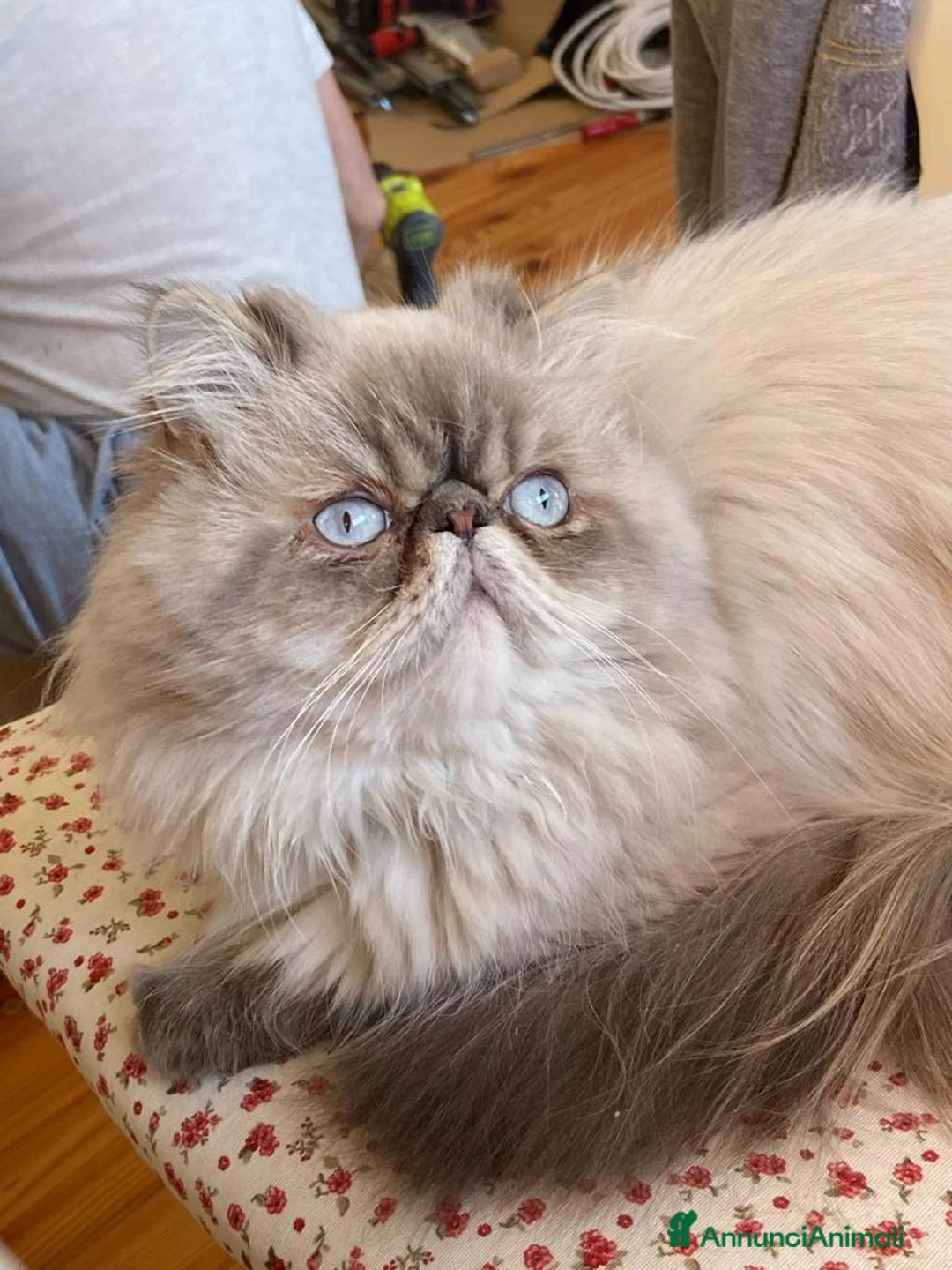 Persiano gatti per accoppiamento: Gatto maschio Persiano per accoppiamento  - Annuncio 1