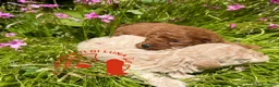 Barboncino Toy cani in vendita: Barboncino Toy – TreQuartidiLuna - Annuncio 2