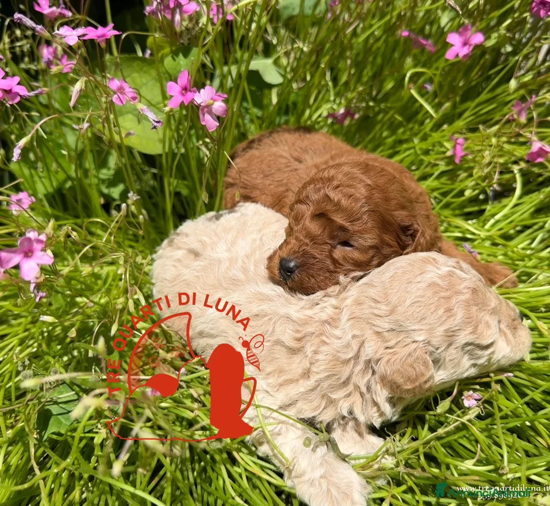 Barboncino Toy cani in vendita: Barboncino Toy – TreQuartidiLuna - Annuncio 2