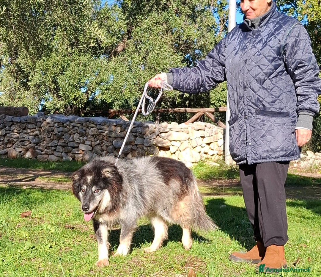 Meticcio cani in regalo: Nonno Nando Cerca Famiglia. Info Monica 3890238584 - Annuncio 2