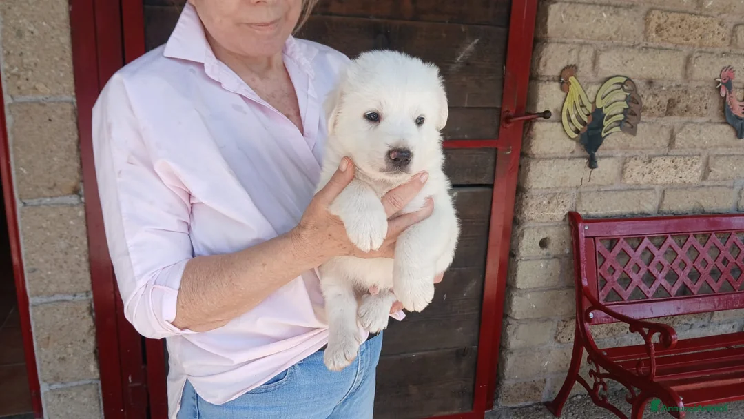 Meticcio cani in regalo: SANNY HA BISOGNO DI UNA CASA E TANTO AMORE - Annuncio 4