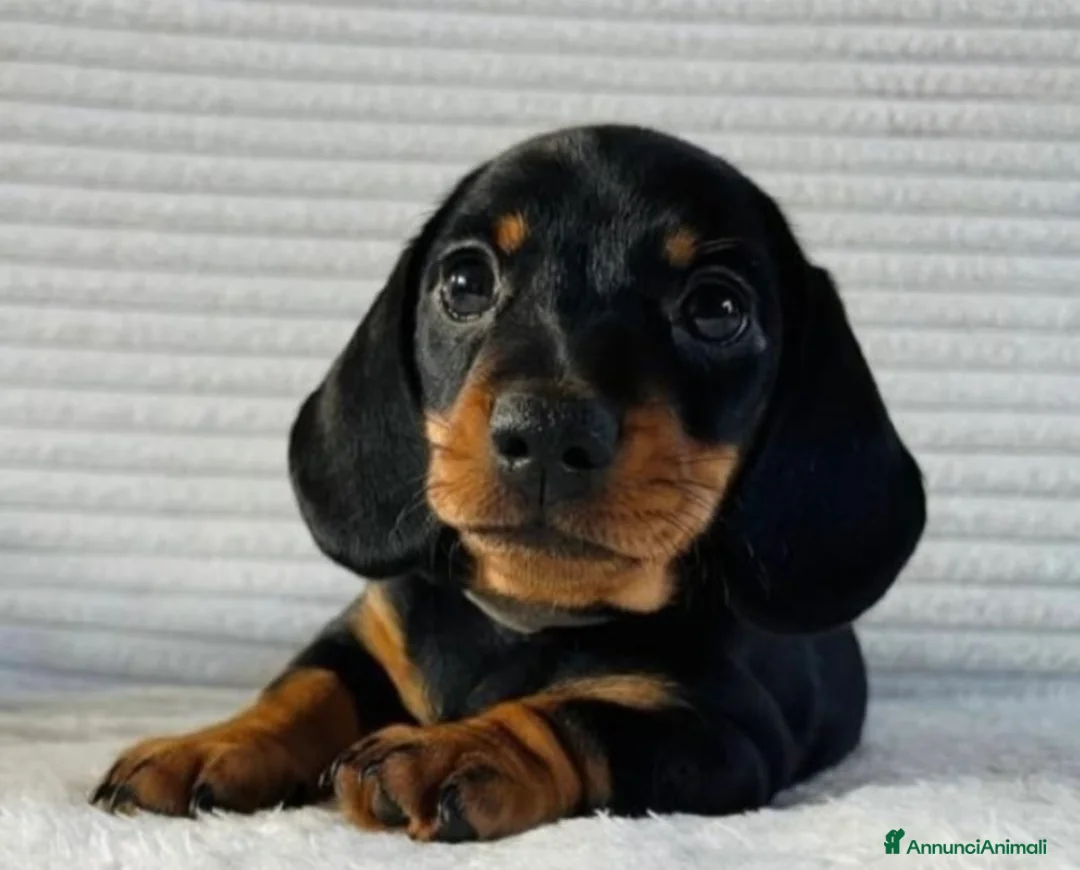 Bassotto cani in vendita: Bassotti Nani  - Annuncio 2