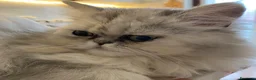 Persiano gatti in vendita: Persiana Chincilla con pedigree - Annuncio 1