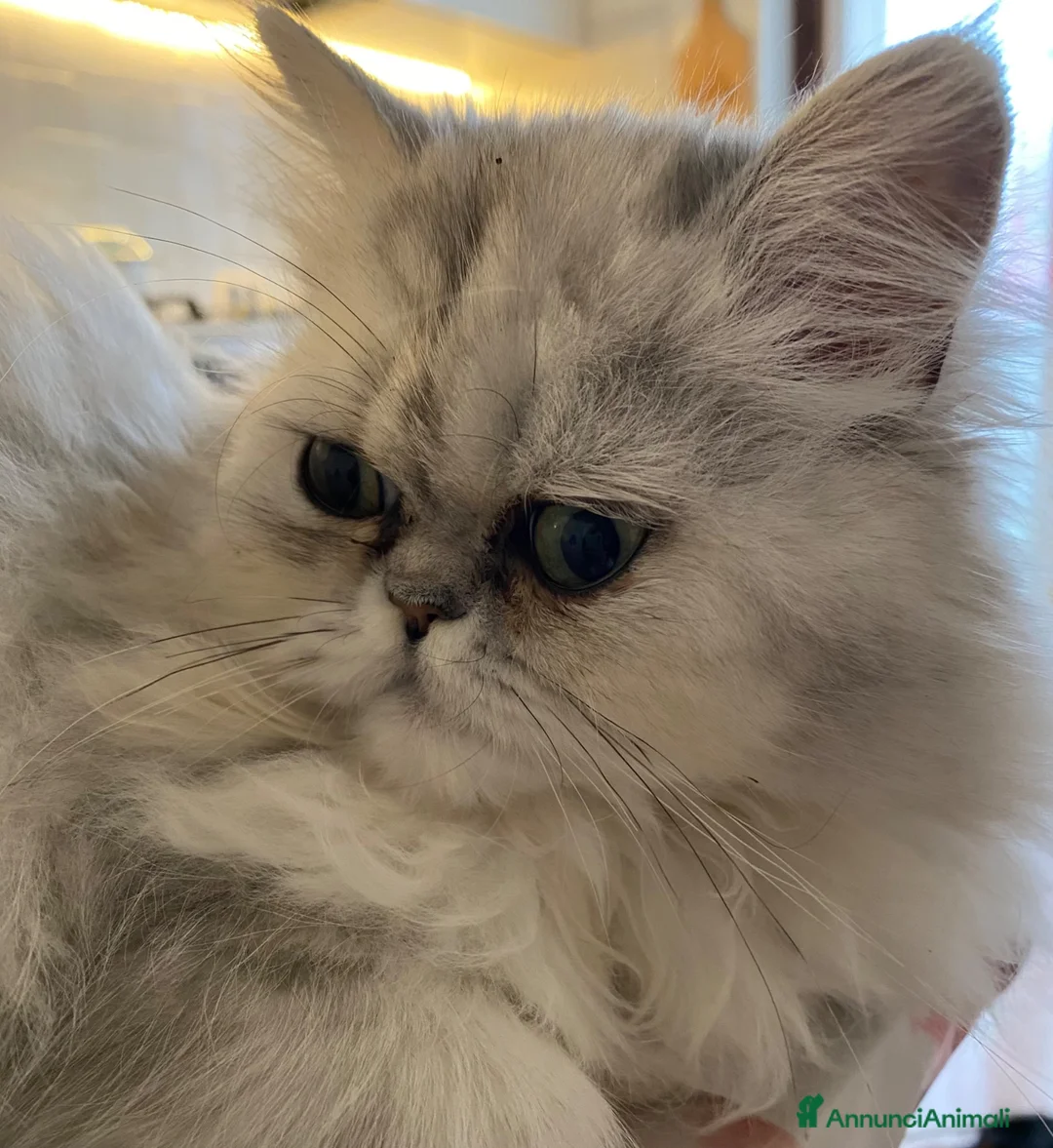 Persiano gatti in vendita: Persiana Chincilla con pedigree - Annuncio 1