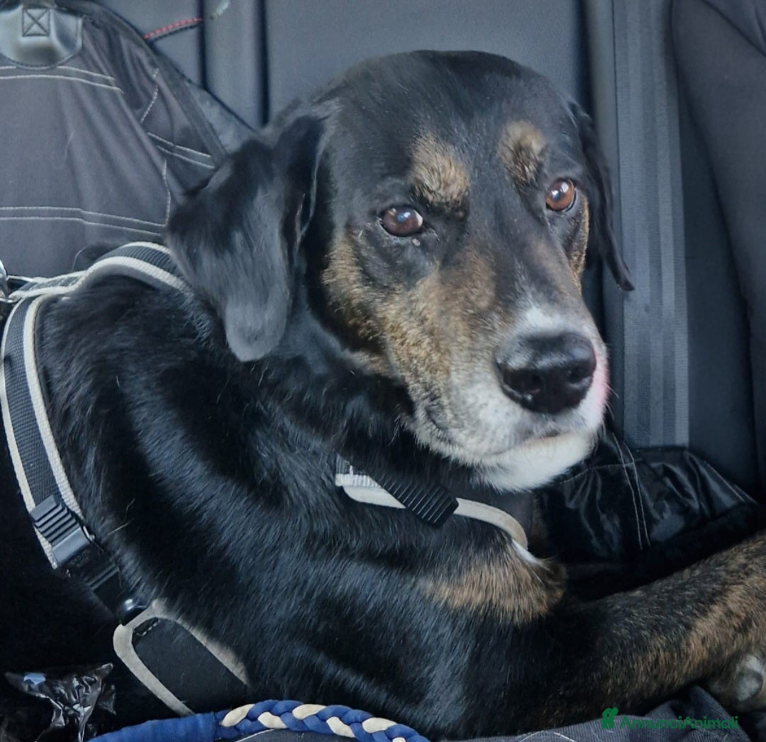 Meticcio cani Loky 13ANNI A FINE MESE FINE STALLO! MILANO HELP - Annuncio 13