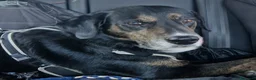 Meticcio cani in regalo: Loky 13ANNI A FINE MESE FINE STALLO! MILANO HELP - Annuncio 1