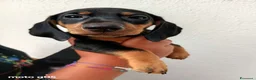 Bassotto cani in vendita: Cucciolo di bassotto pelo corto  - Annuncio 2