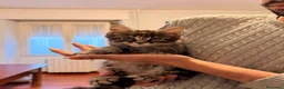 Maine Coon gatti in vendita: Cuccioli di Maine Coon  - Annuncio 9
