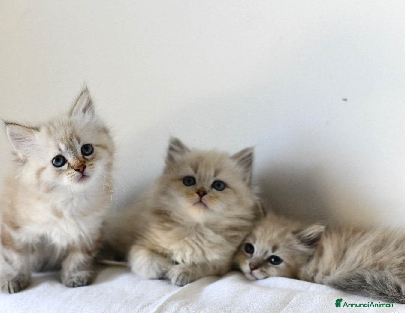 Siberiano gatti Cuccioli Neva Masquerade Siberiano pedigree Anfi - Annuncio 1