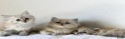 Siberiano gatti in vendita: Cuccioli Neva Masquerade Siberiano pedigree Anfi - Annuncio 1