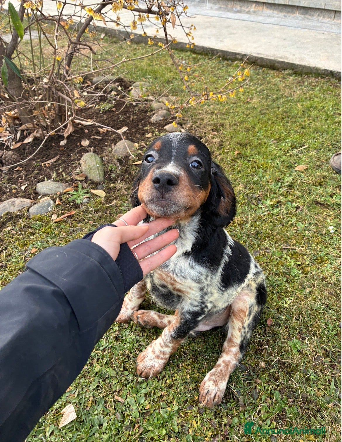 Breton cani Disponibile cucciolo maschio di Épagneul Breton - Annuncio 2