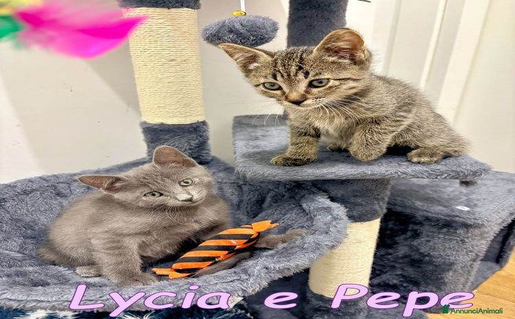 Certosino gatti - Annuncio 3