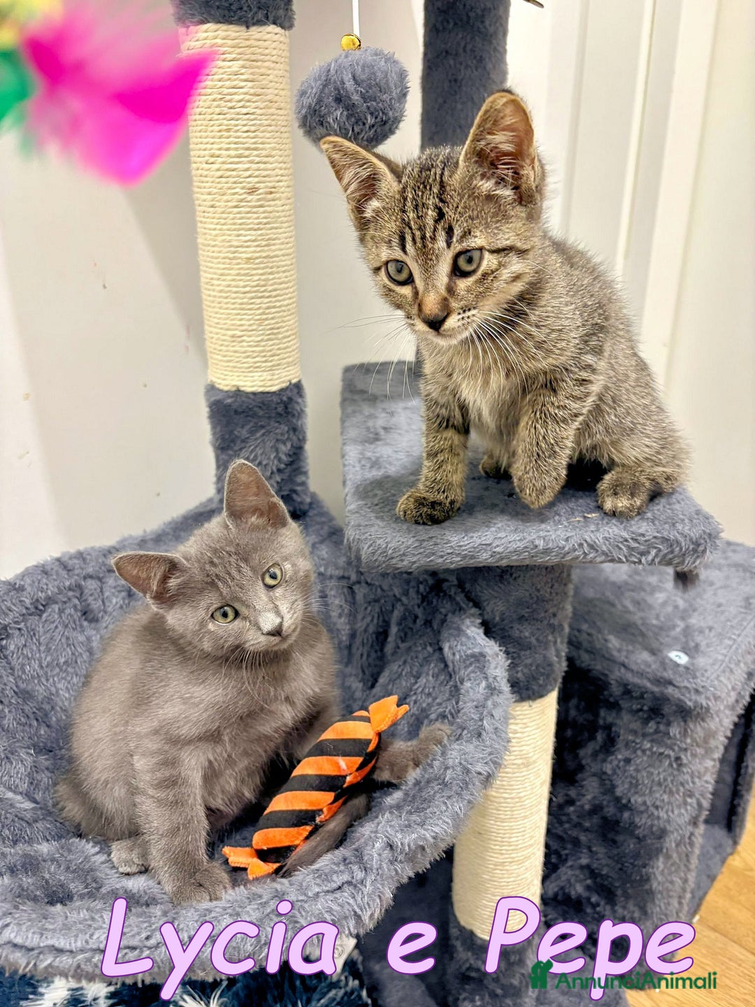 Certosino gatti in regalo:  ADOZIONE DI COPPIA  - Annuncio 1