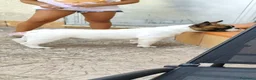 Bulldog Francese cani in vendita: Bulldog francese 5mesi con pedigree a Provincia di Taranto - Annuncio 3
