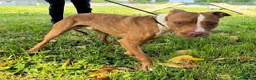 Meticcio cani in regalo: DANKO BELLISSIMO PIT - Annuncio 7