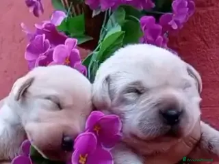 Labrador cani Cuccioli di labrador - Annuncio 2