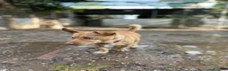 Meticcio cani in regalo: Ernesto: dolce monello taglia piccola  - Annuncio 6