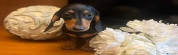 Bassotto cani in vendita: Cucciolo bassotto kaninchen/nano - Annuncio 15