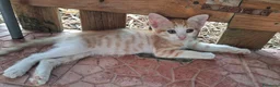 Meticcio gatti in regalo: GATTINI ROSSI - Annuncio 7