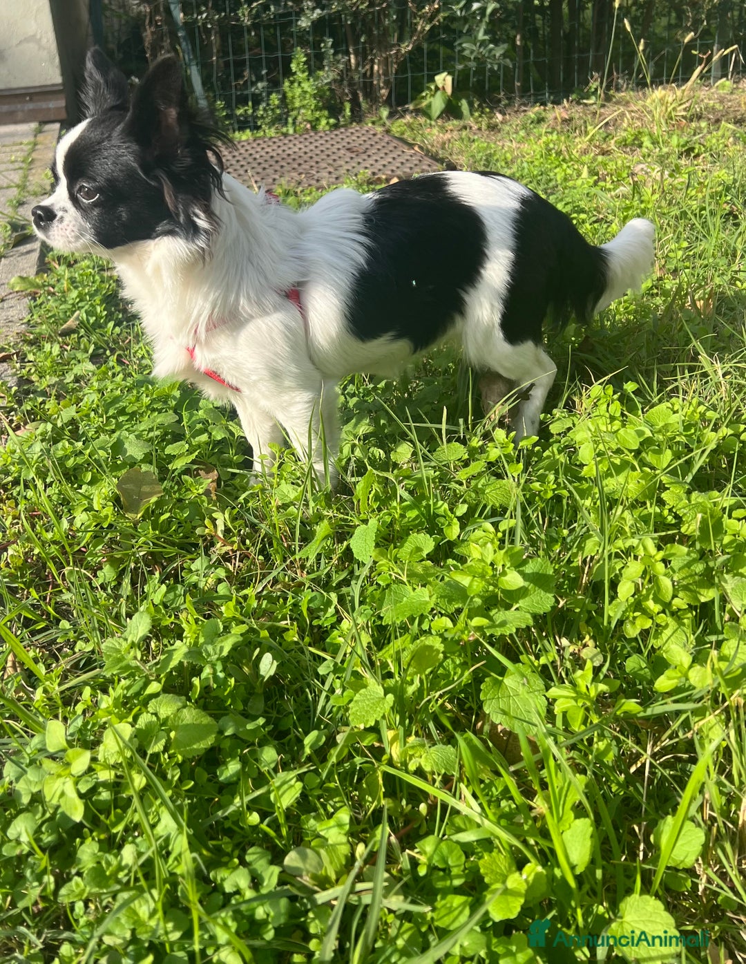 Chihuahua cani in vendita: Chihuahua femmina pedigree Enci  - Annuncio 2