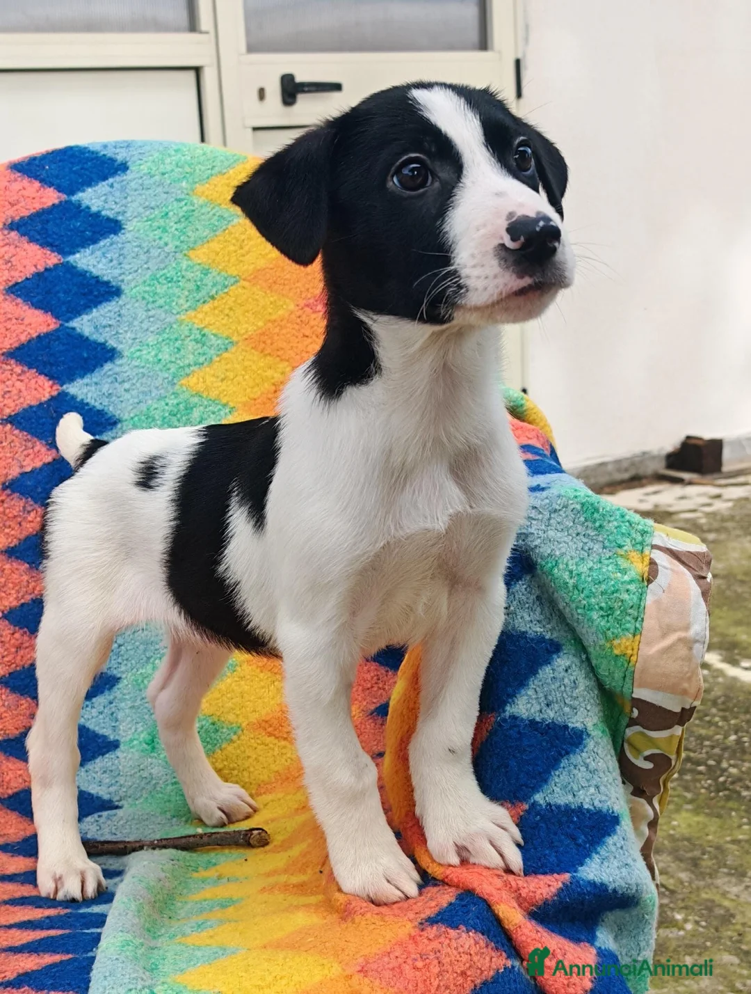 Meticcio cani in regalo: SESAMO 💙 -cucciolo taglia medio/piccola,cerca 🏡  a Provincia di Novara - Annuncio 2