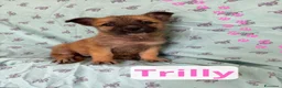 Meticcio cani in regalo: Trilly  a Provincia di Barletta-Andria-Trani - Annuncio 1