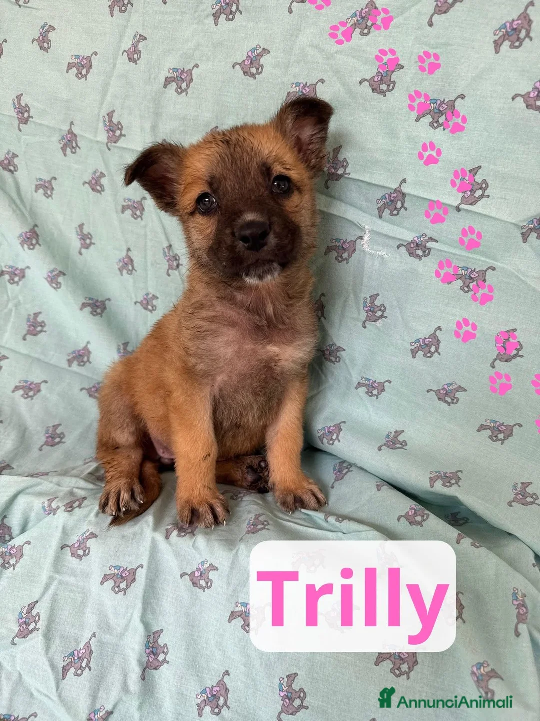 Meticcio cani in regalo: Trilly  a Provincia di Barletta-Andria-Trani - Annuncio 1