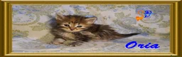 Siberiano gatti in vendita: cuccioli gattini siberiani - Annuncio 4