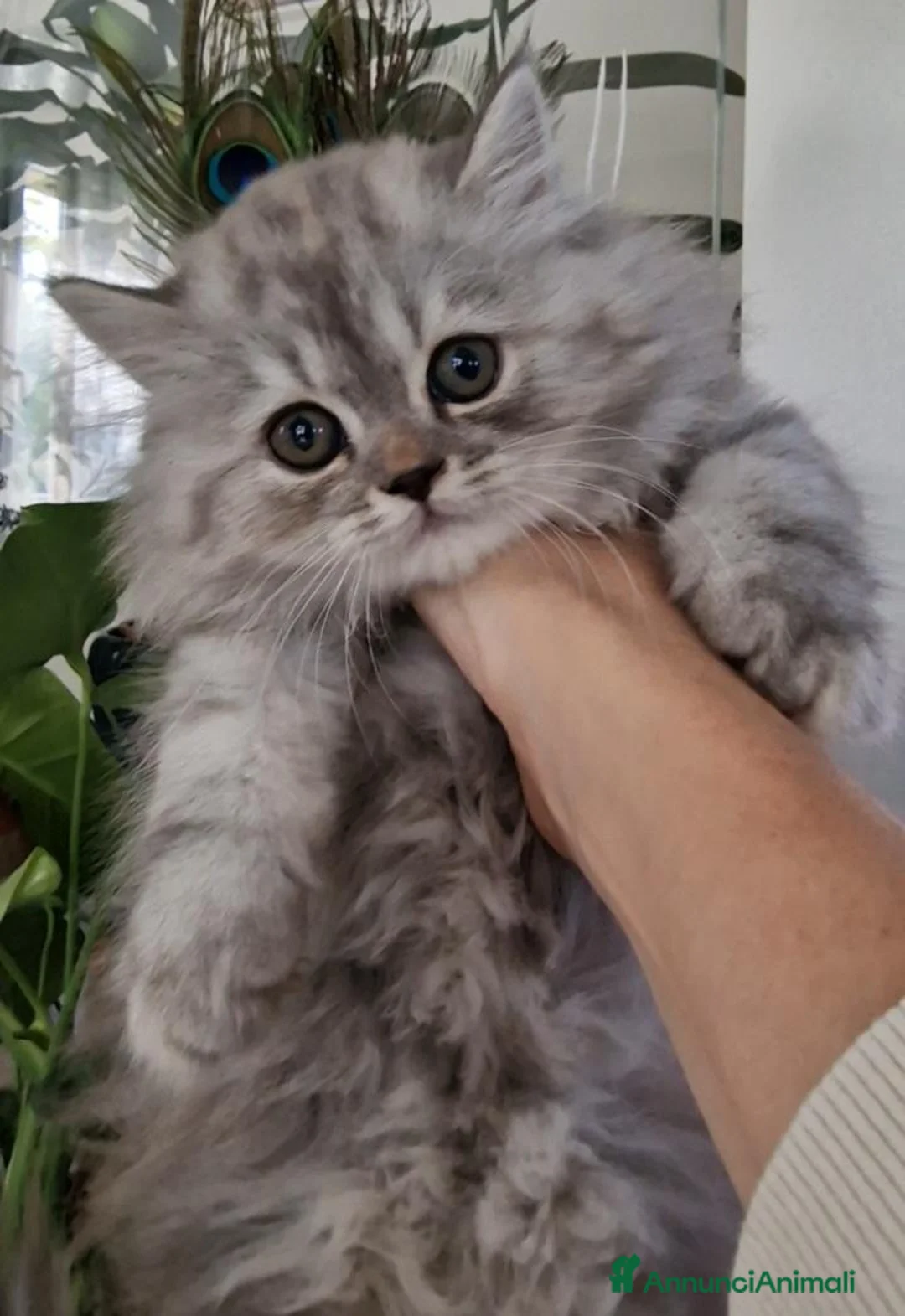 Persiano gatti in vendita: Gattina persiana silver shaded cucciola - Annuncio 5
